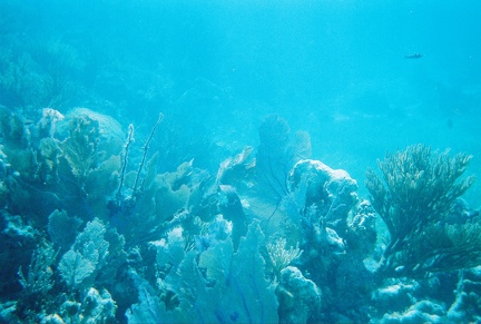 Bacalar Chico Coral4